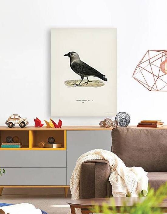 Western jackdaw Coloeus monedula by IStockHistory com