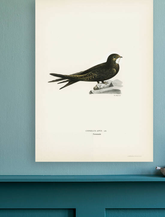 The Common Swift Cypselus Apus by IStockHistory com