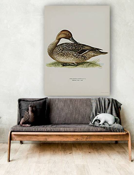 Northern Pintail Anas [dafila] acuta by IStockHistory com