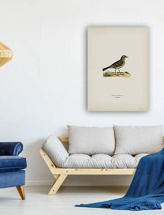 Meadow pipit Anthus pratensis by IStockHistory com