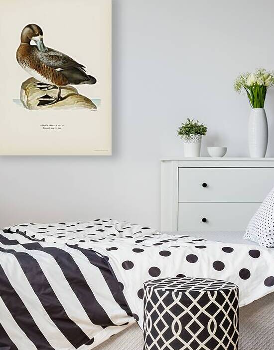 Greate Scaup Scaup male ♂ Nyroca marila by IStockHistory com