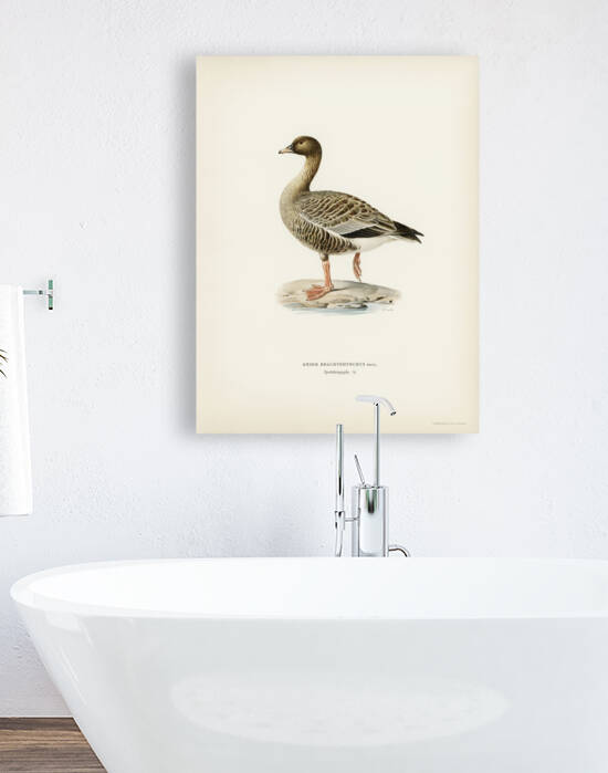 Pink-footed Goose Anser brachyrhynchus by IStockHistory com