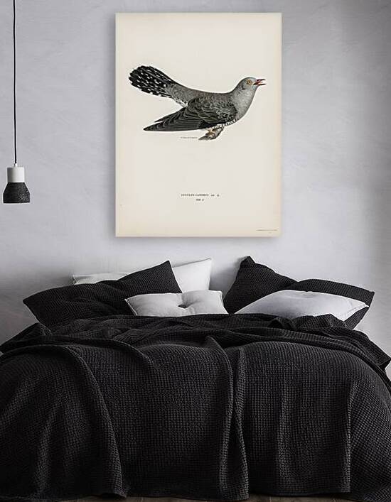 Common cuckoo-male Cuculus canorus by IStockHistory com