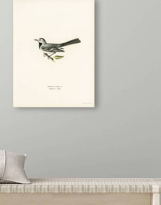 Pied wagtail female Motacilla alba by IStockHistory com