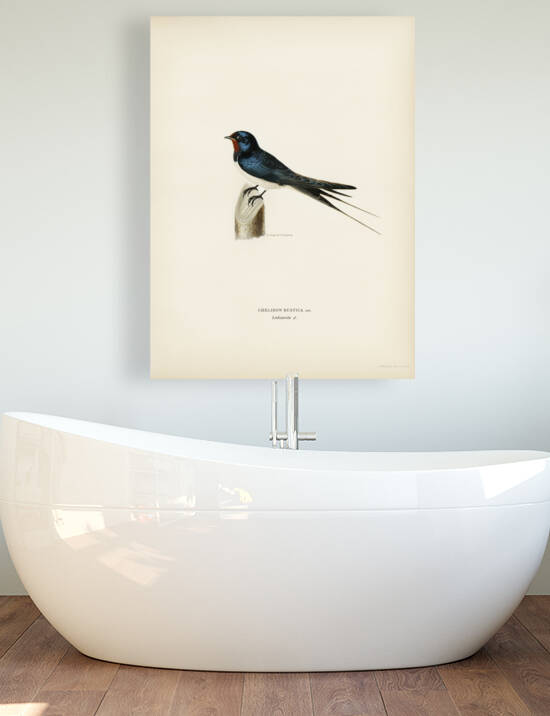 Barn Swallow male Chelidon rustica by IStockHistory com