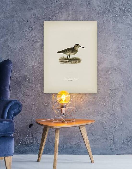 Broad-billed sandpiper Limicola falcinellus by IStockHistory com