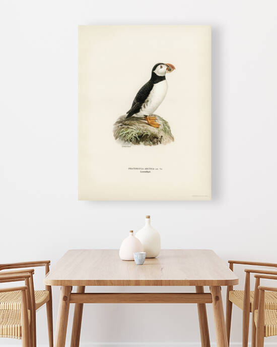 Atlantic puffin Fratercula arctica by IStockHistory com