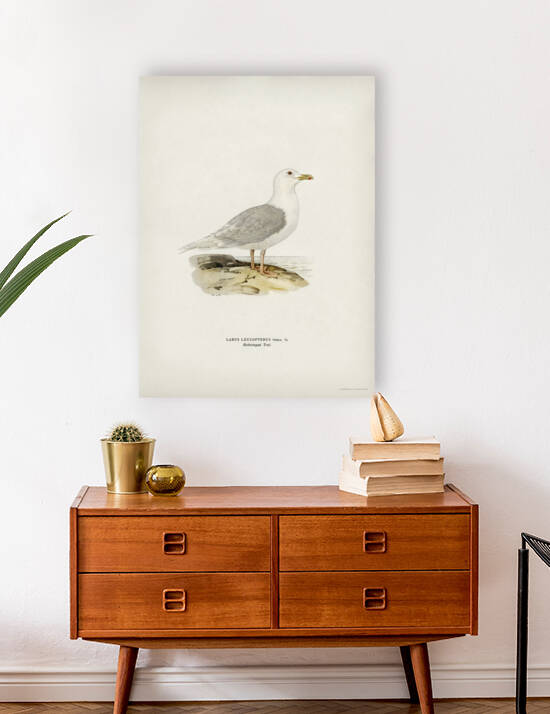 LARUS LEUCOPTERUS by IStockHistory com