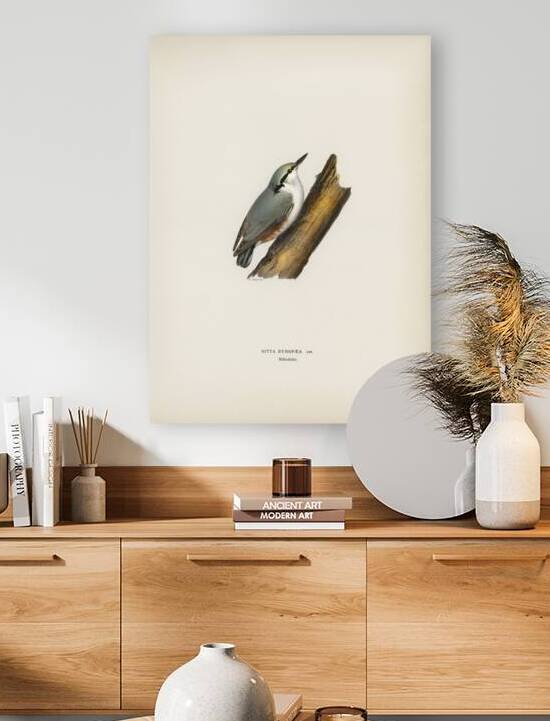 SITTA EUROPAEA LIN by IStockHistory com