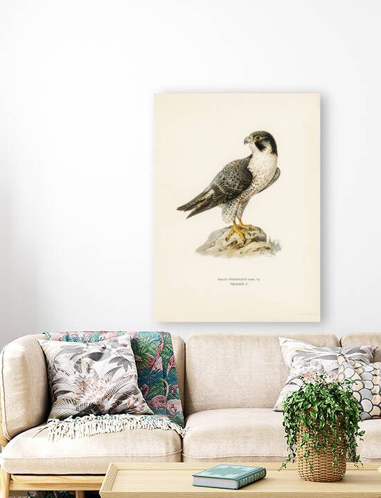 Peregrine Falcon Falco peregrinus by IStockHistory com