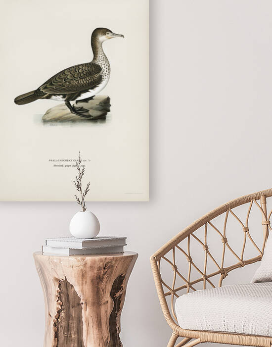 Great cormorant Phalacrocorax Carbo by IStockHistory com