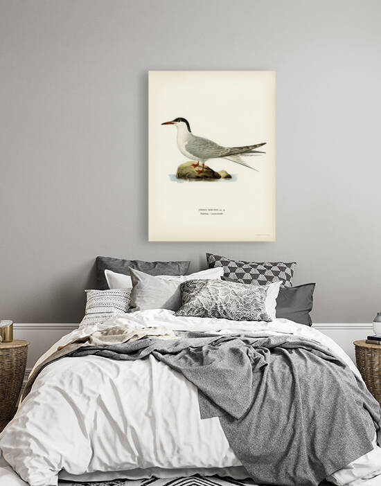 Common tern STERNA HIRUNDO by IStockHistory com