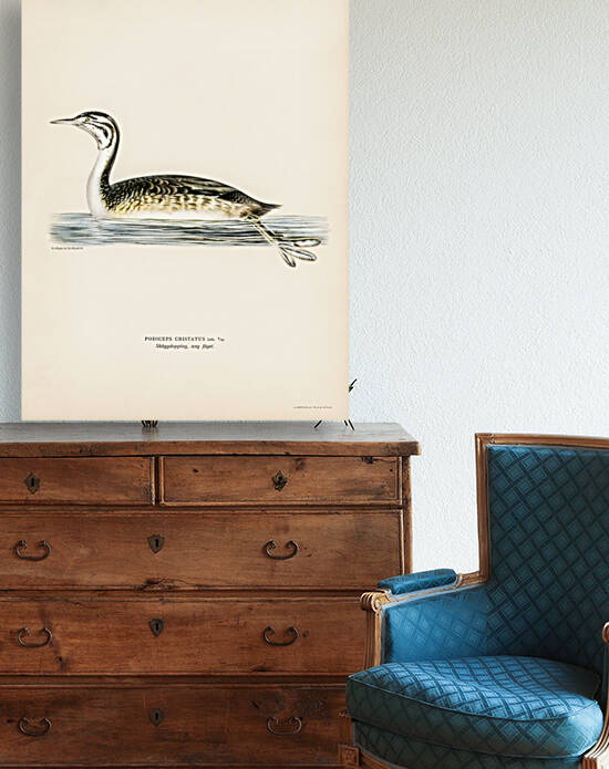 Podiceps Cristatus by IStockHistory com