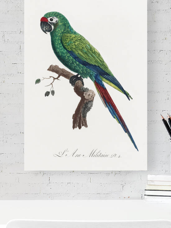 Military macaw by IStockHistory com
