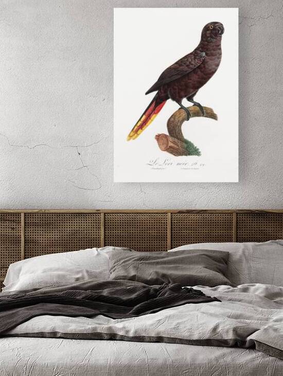 Black lory  by IStockHistory com