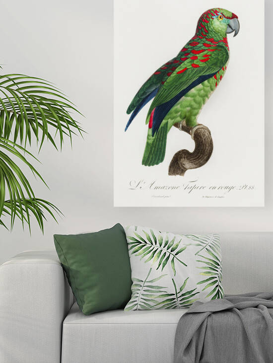 Black lory  by IStockHistory com