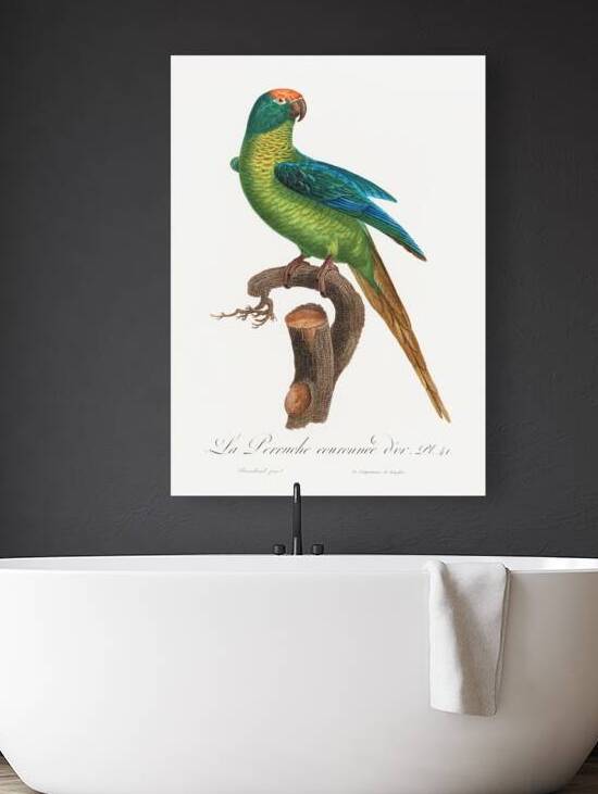 Peach-fronted conure  by IStockHistory com