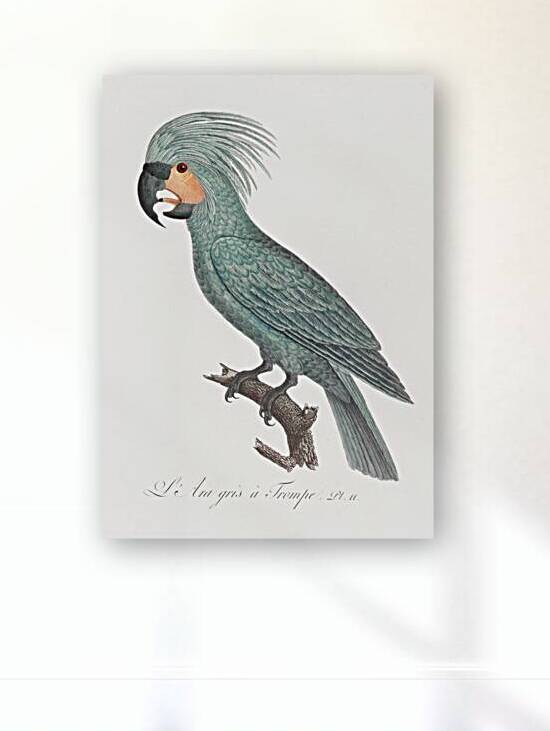 Goliath cockatoo  by IStockHistory com