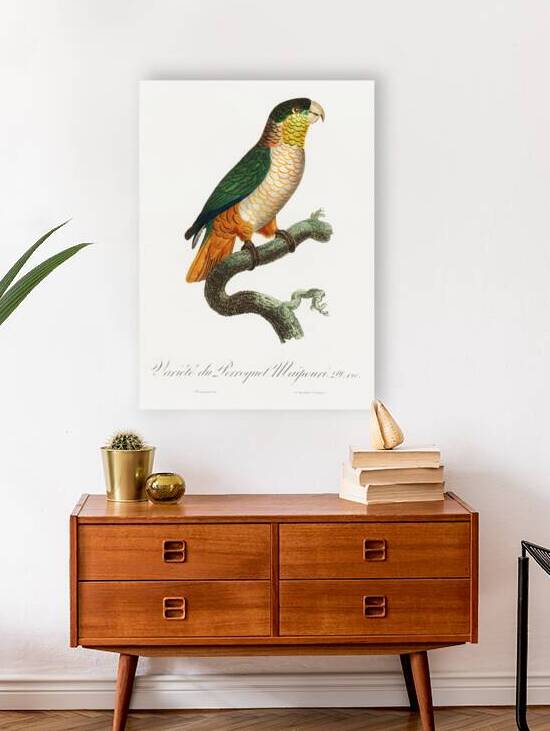 Black-headed caique  by IStockHistory com