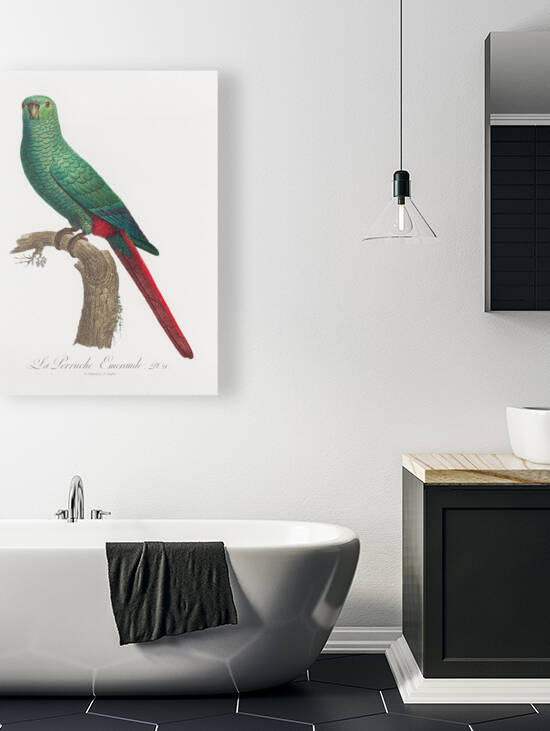 Austral parakeet  by IStockHistory com