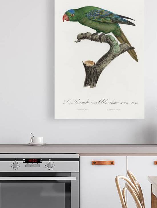 Yellow-crowned parakeet  by IStockHistory com