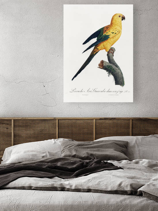 Sun parakeet  by IStockHistory com