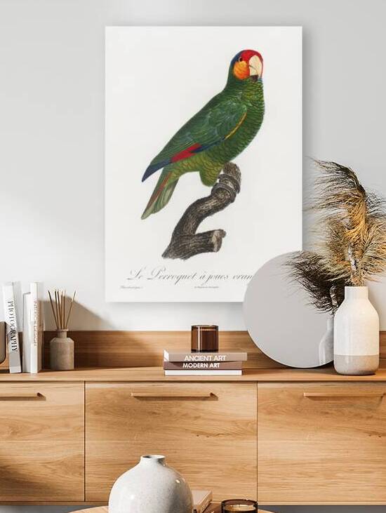 Red-lored parrot  by IStockHistory com