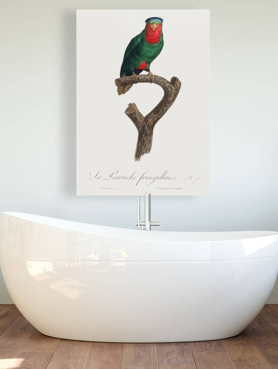 Blue-crowned lorikeet  by IStockHistory com