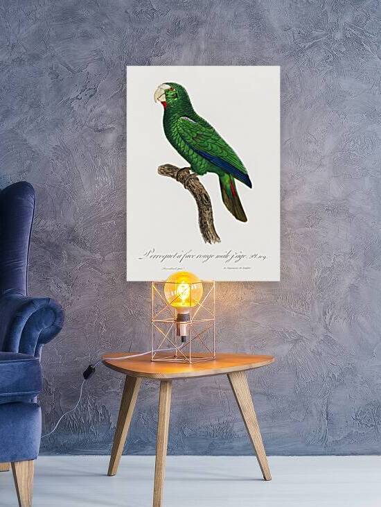 Cuban parrot  by IStockHistory com