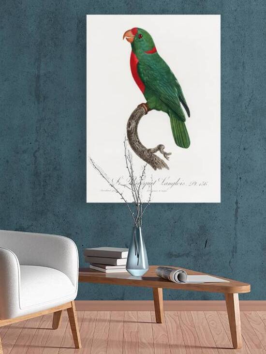 Jardines parrot  by IStockHistory com