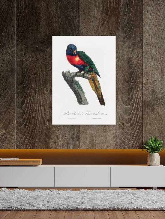 Plum-headed parakeet  by IStockHistory com