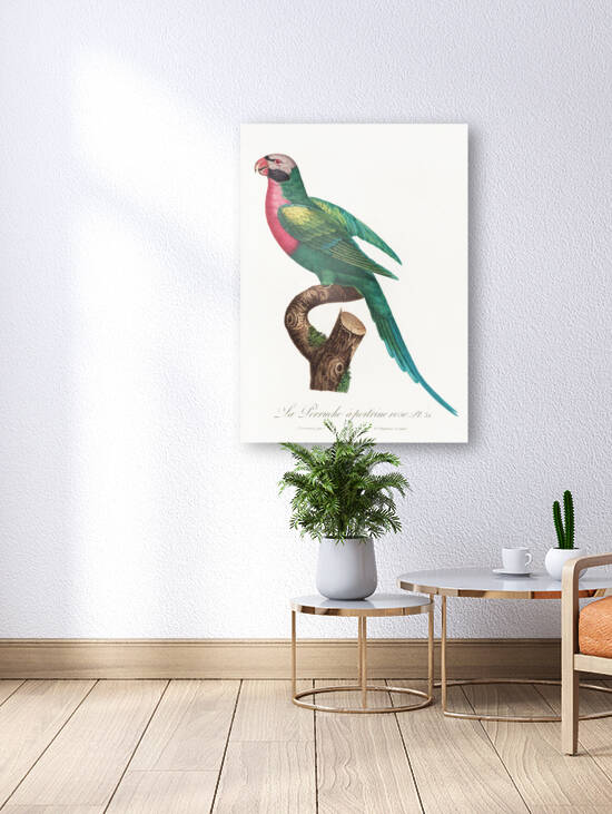 Moustached parakeet  by IStockHistory com