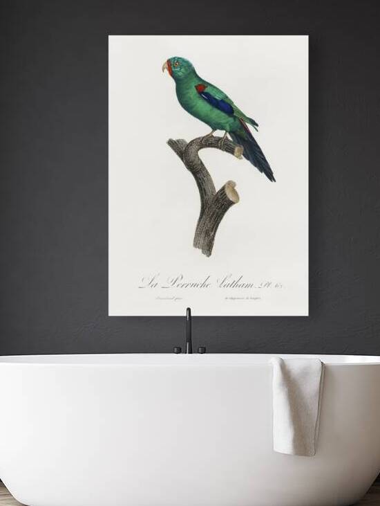 Swift parrot  by IStockHistory com