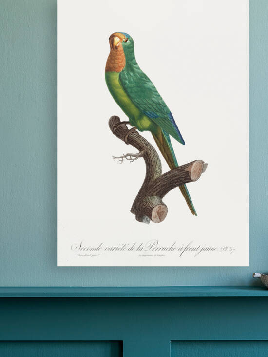 St Thomas conure  by IStockHistory com