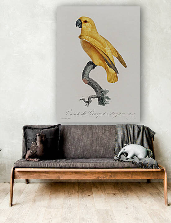 Rare yellow senegal parrot  by IStockHistory com