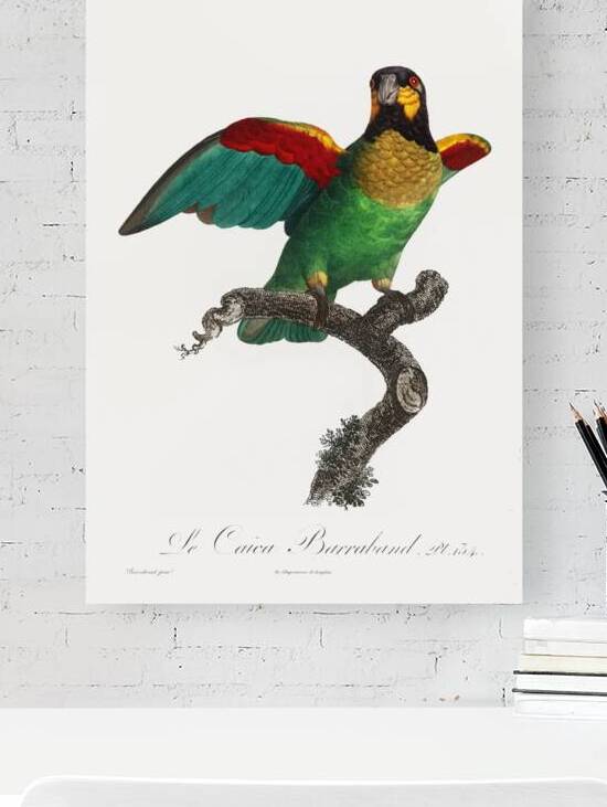 Orange-cheeked parrot  by IStockHistory com