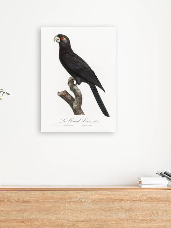 Greater vasa parrot  by IStockHistory com