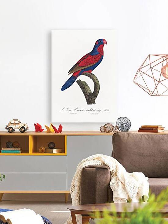 Red-and-blue lory  by IStockHistory com