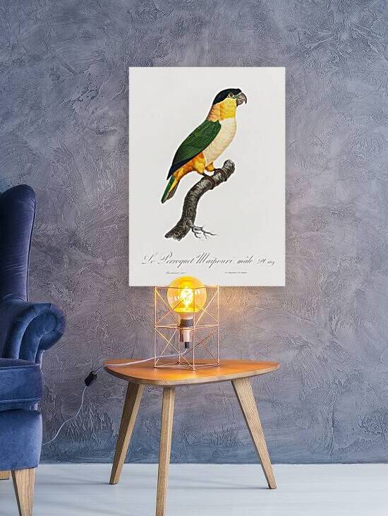 Black-Headed Parrot  by IStockHistory com