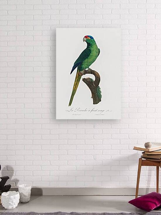 Red-fronted parakeet  by IStockHistory com