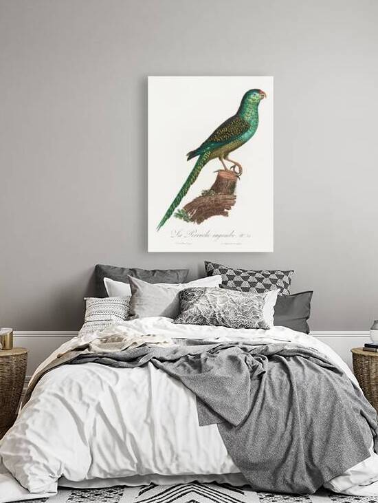 Ingambe parakeet  by IStockHistory com