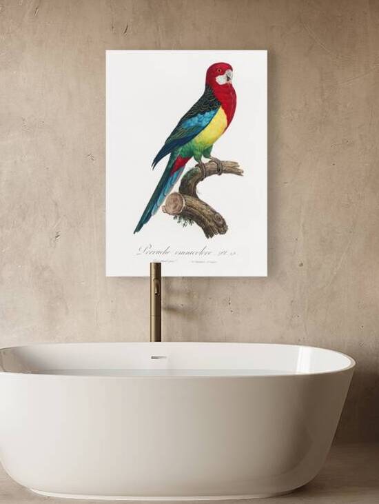 Eastern rosella  by IStockHistory com