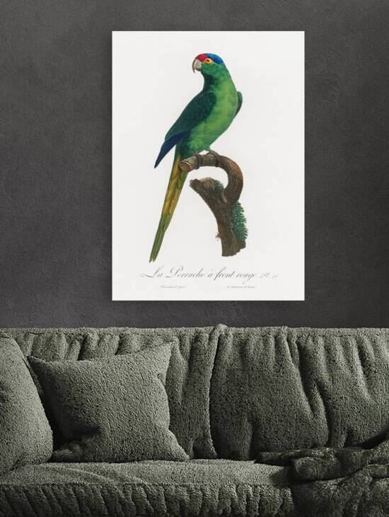 Red-fronted parakeet  by IStockHistory com