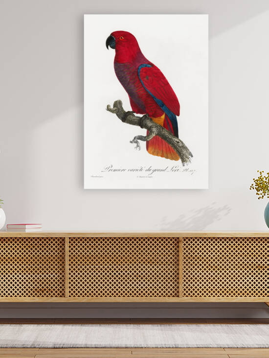 Eclectus parrot  by IStockHistory com