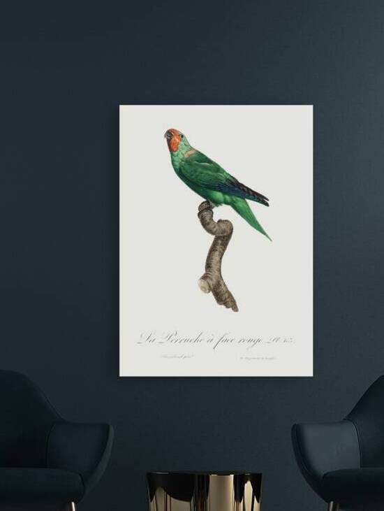 Red-faced parrot  by IStockHistory com