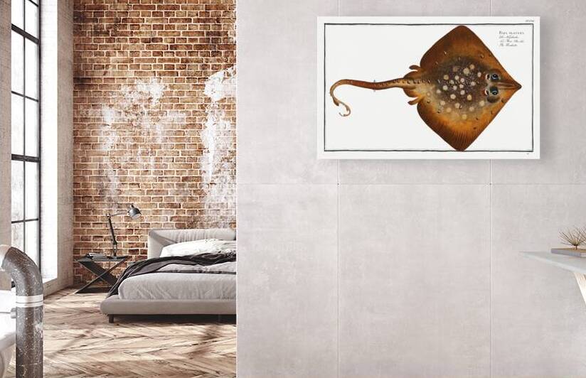 Thornback Raja clavata by IStockHistory com