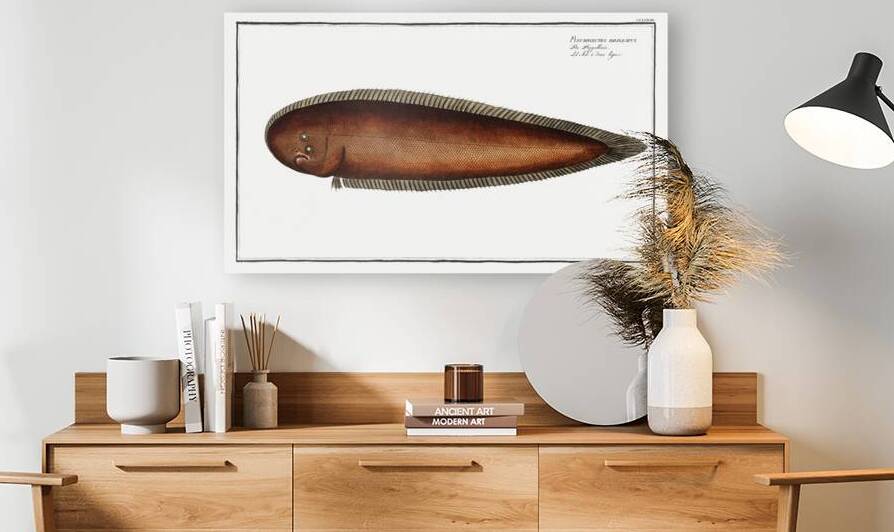 Pleuronectes bilineatus by IStockHistory com