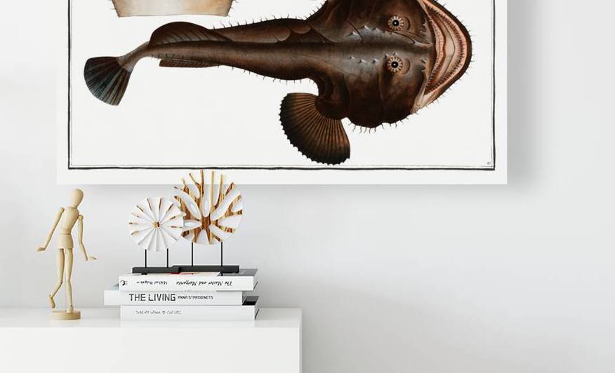 Sea Devil Lophius Piscatorius by IStockHistory com