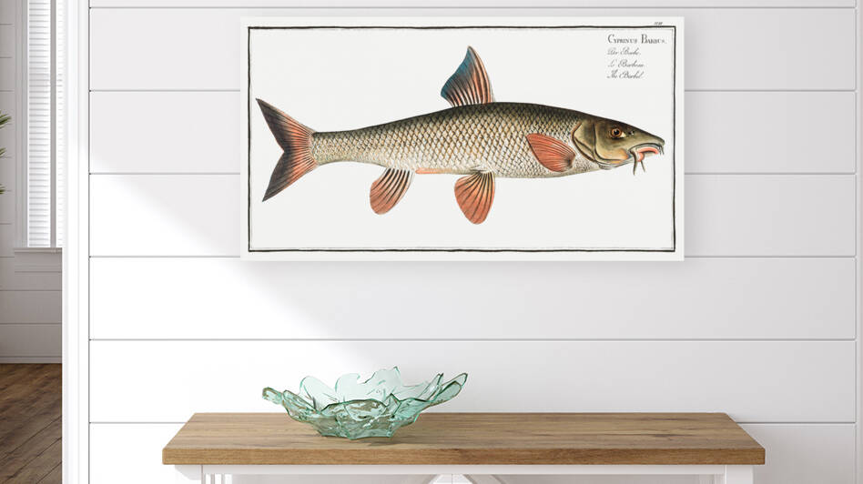 Barbel Cyprinus Barbus by IStockHistory com