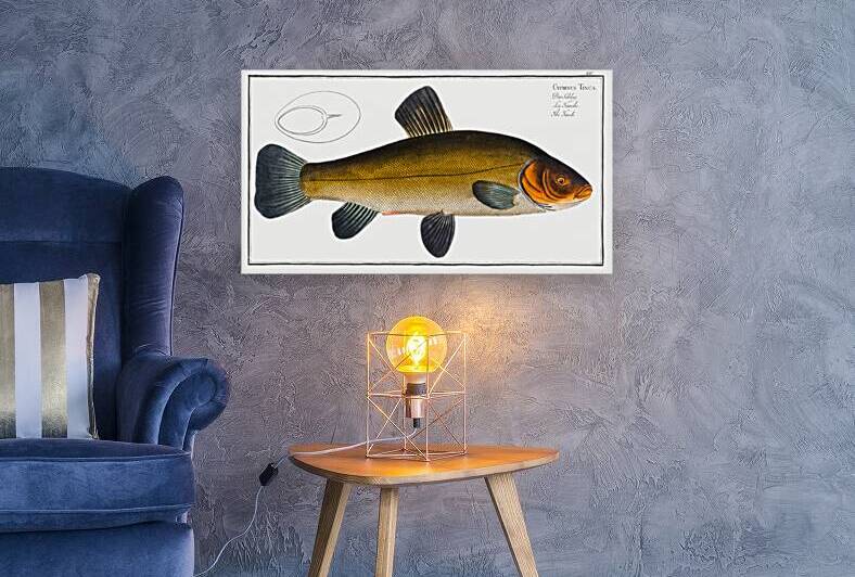 Tench Cypirnus Tinca by IStockHistory com